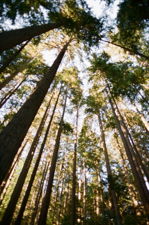 Canon EOS 3; EF 50mm f/1.2L; Portra 400