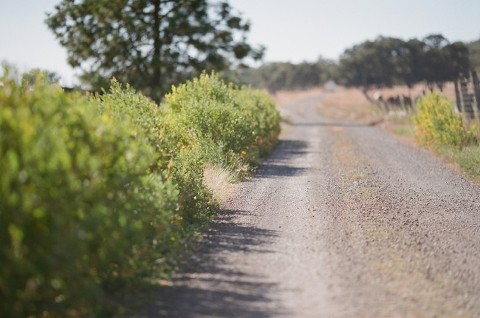Canon EOS 3; EF 50mm f/1.2L; Fuji 400H