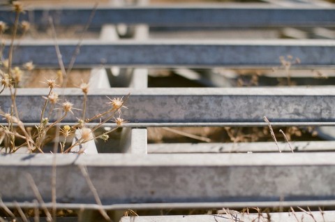 Canon EOS 3; EF 50mm f/1.2L; Fuji 400H